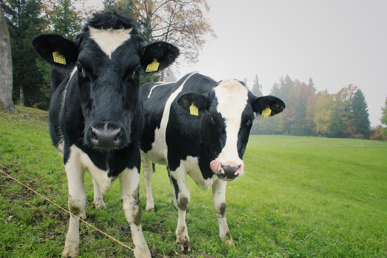 cows two cows dairy free photo