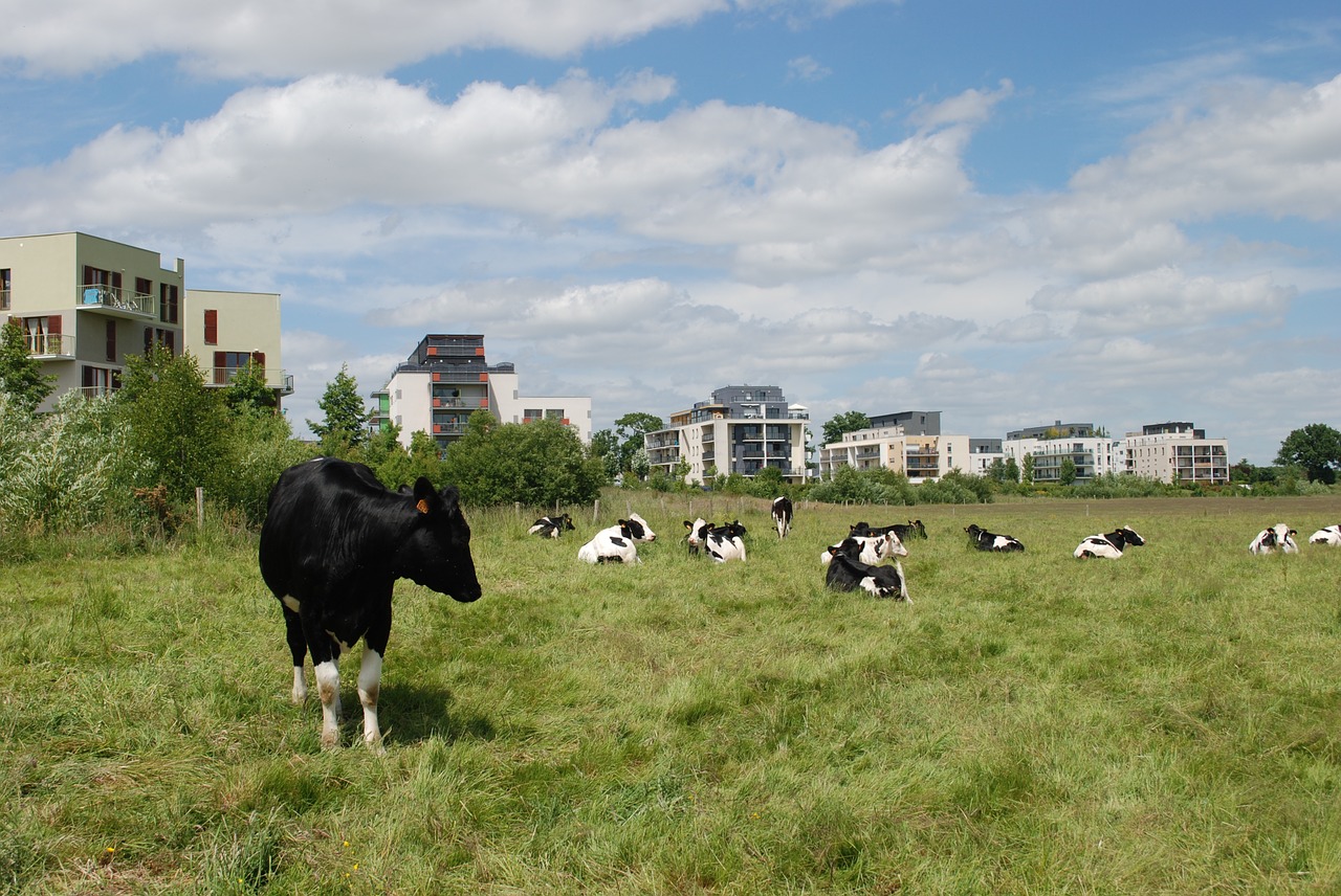 cows buildings field free photo