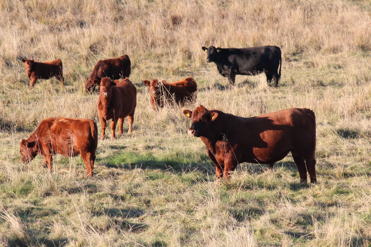 cows bull hage free photo