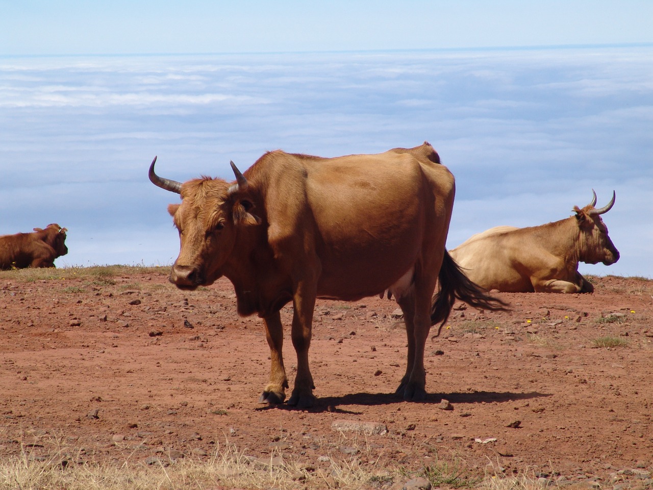 cows clouds landscape free photo