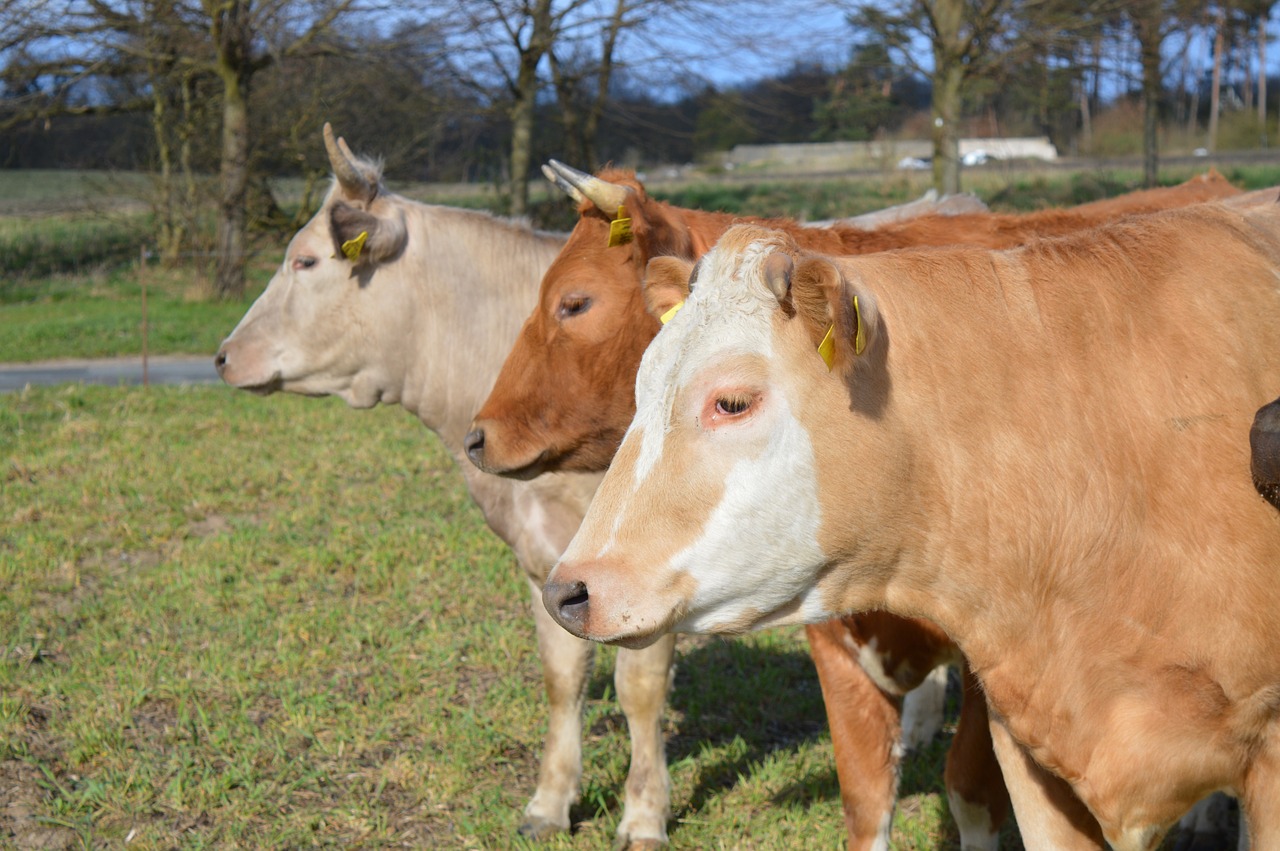 cows cattle pasture free photo