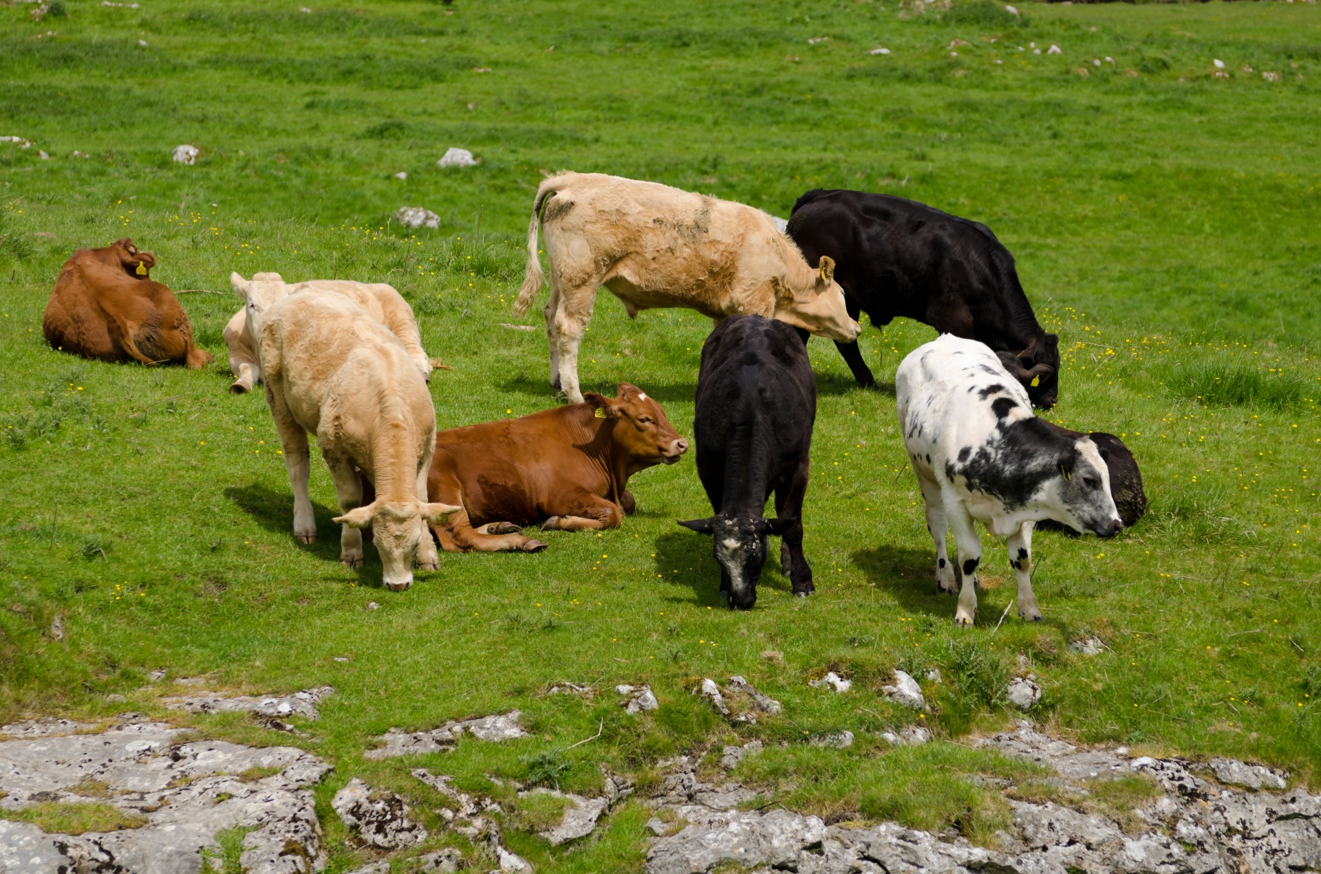 cow field livestock free photo