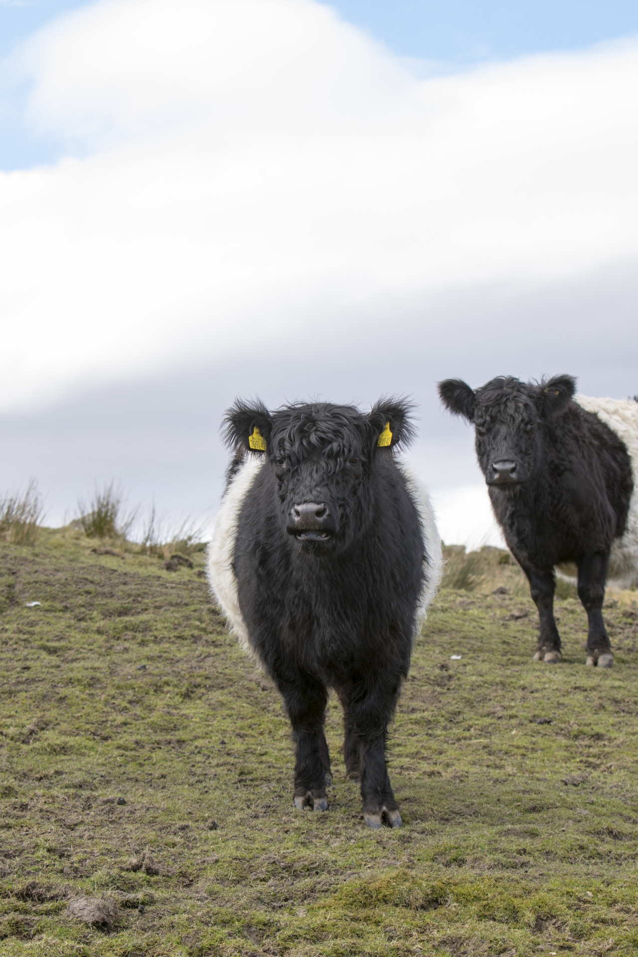 cow cows livestock free photo