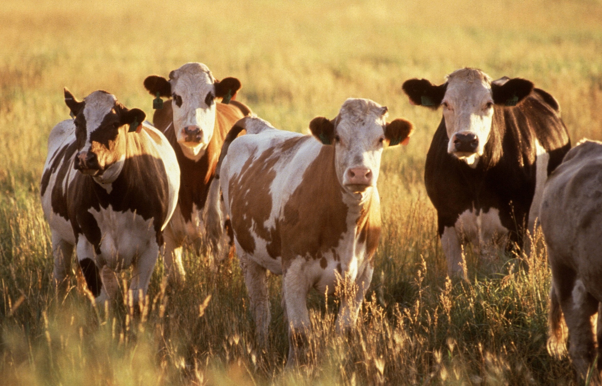 cows milk grazing free photo