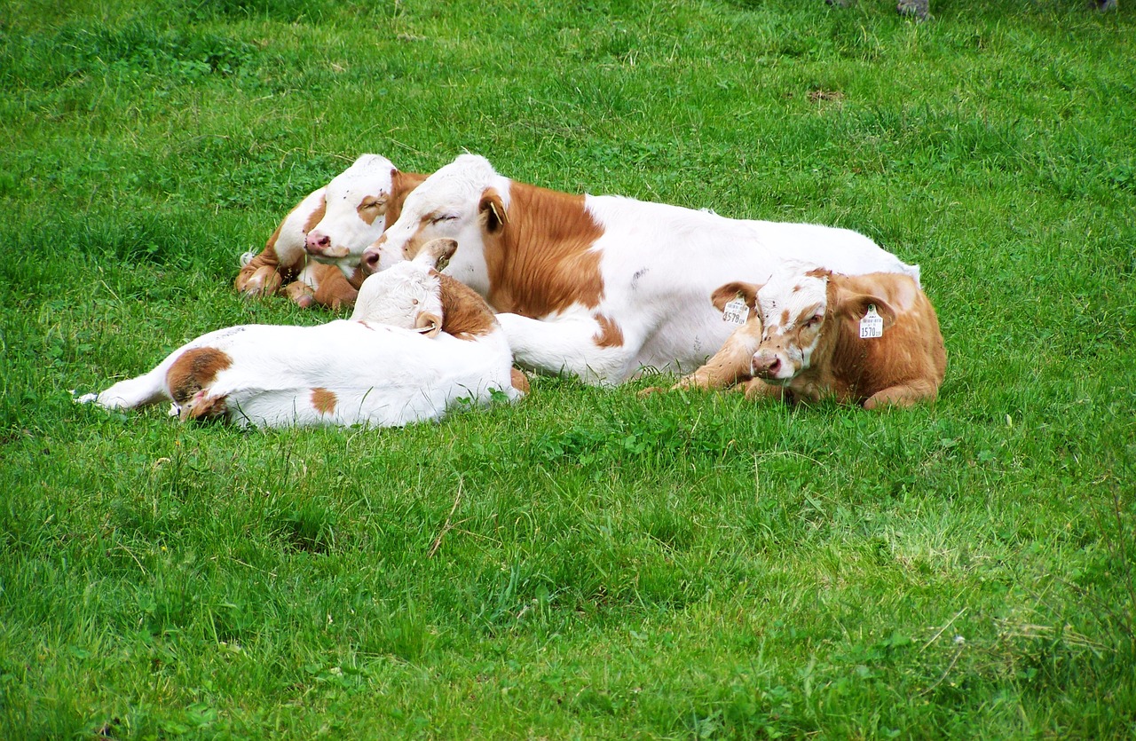 cows family idyll seating animals free photo