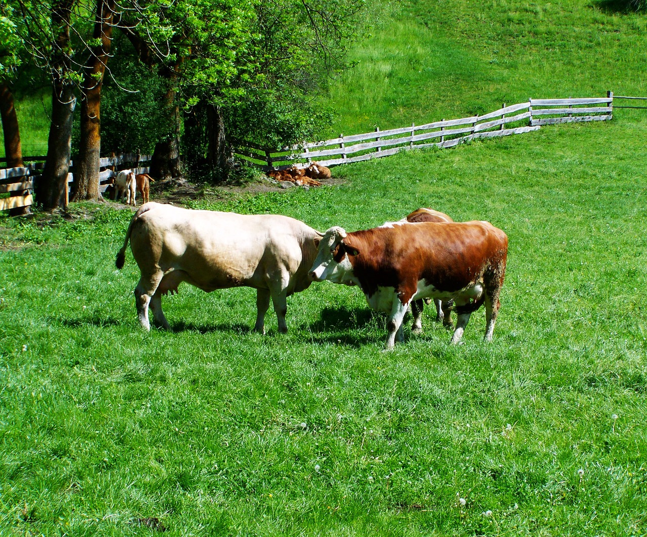 cows cattle meadow free photo