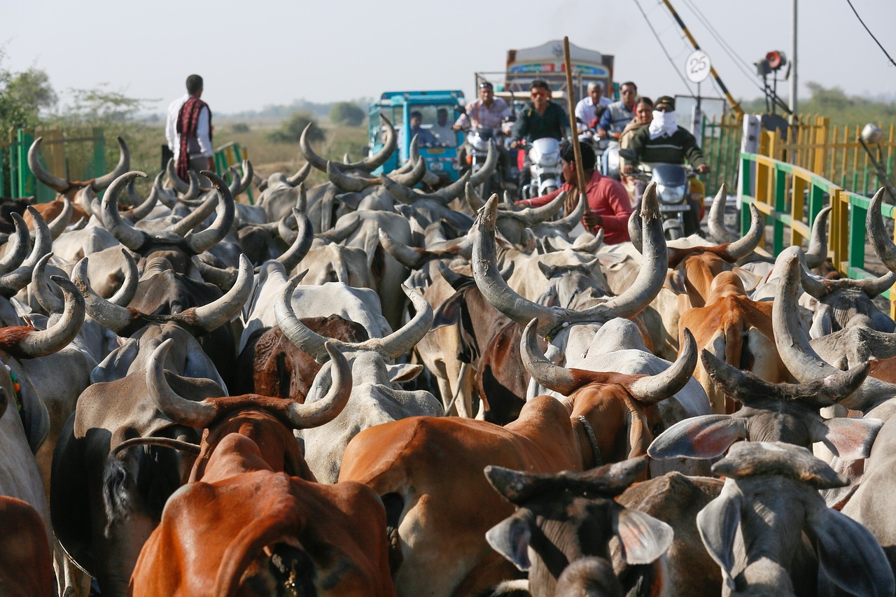 cows india animal free photo
