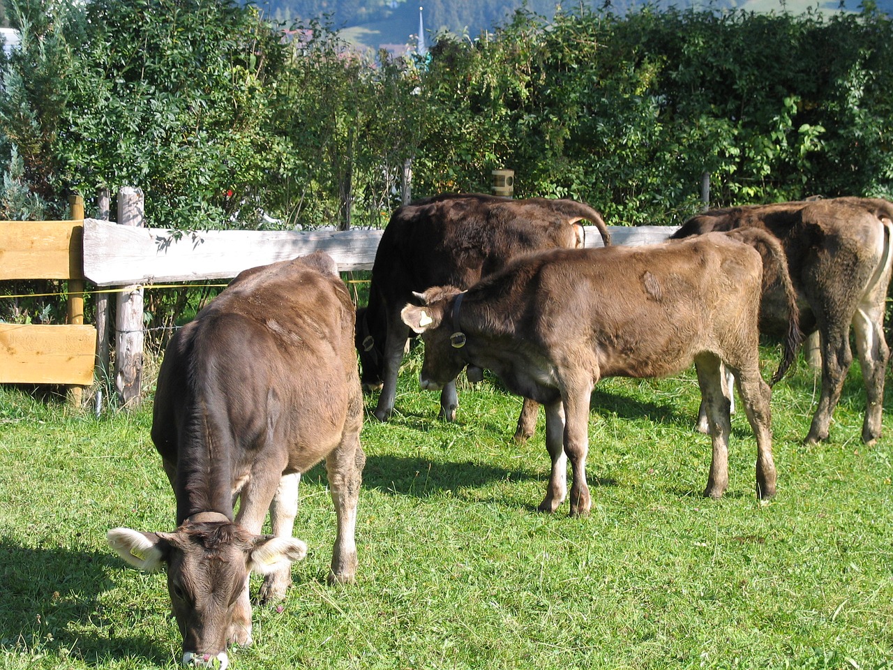 cows young cattle allgäu free photo