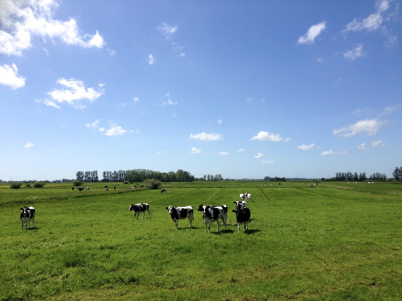 cows black and white pasture free photo