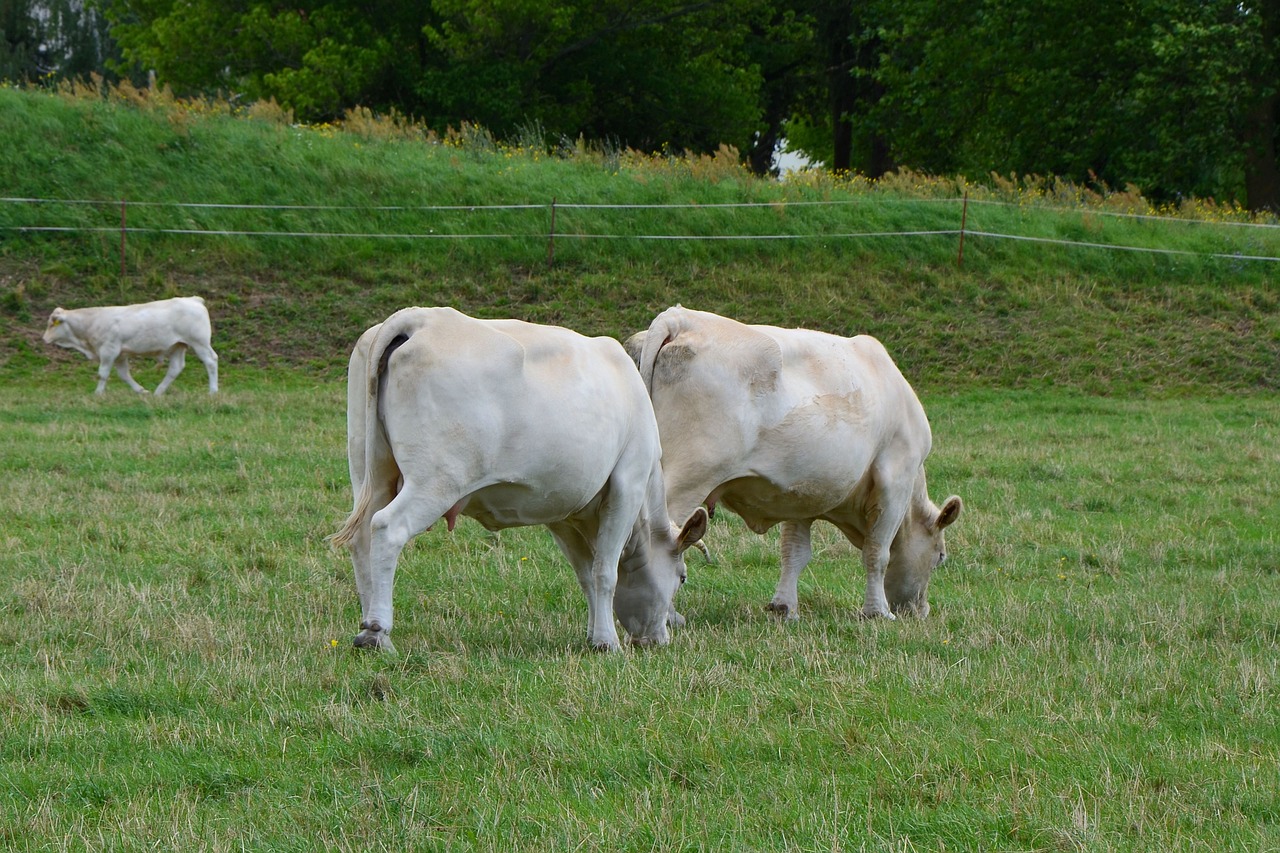 cows pasture graze free photo