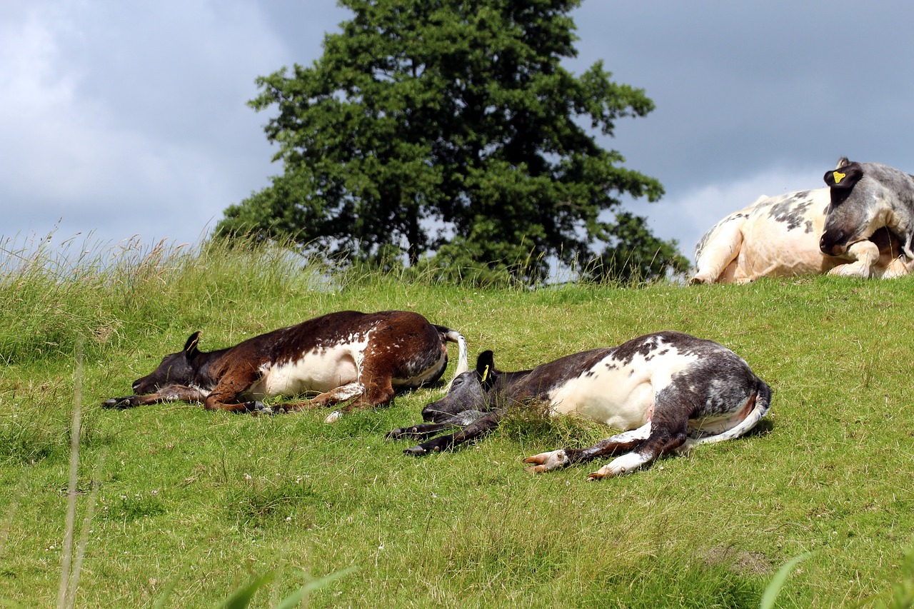 cows cattle pasture free photo