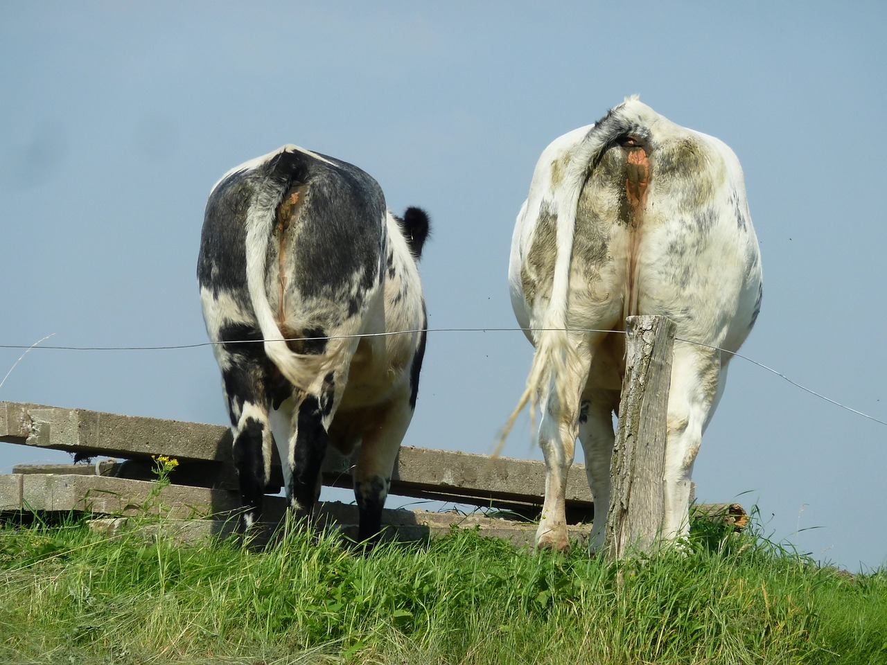 cows grazing livestock butt free photo