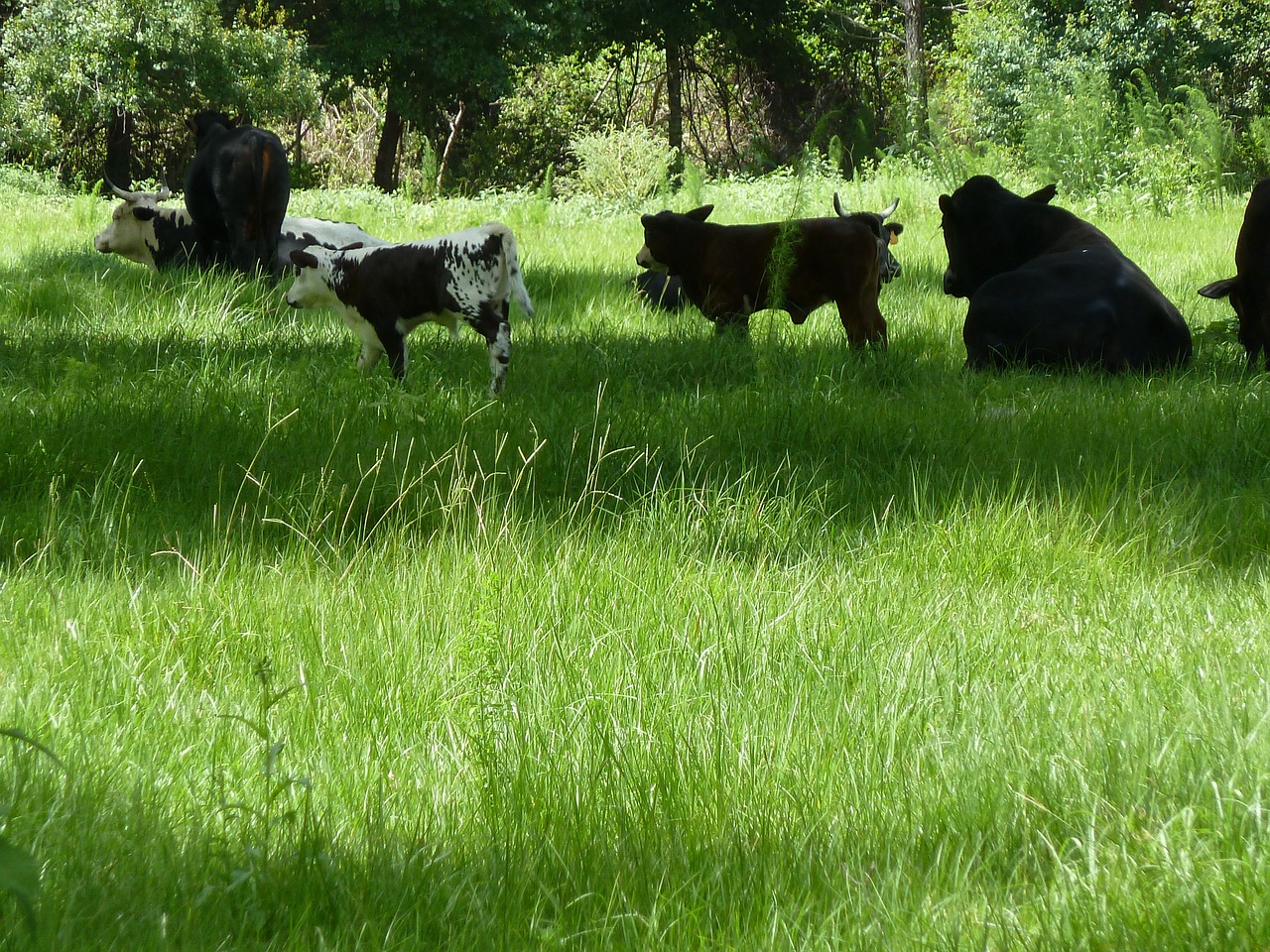 cows calves farm free photo
