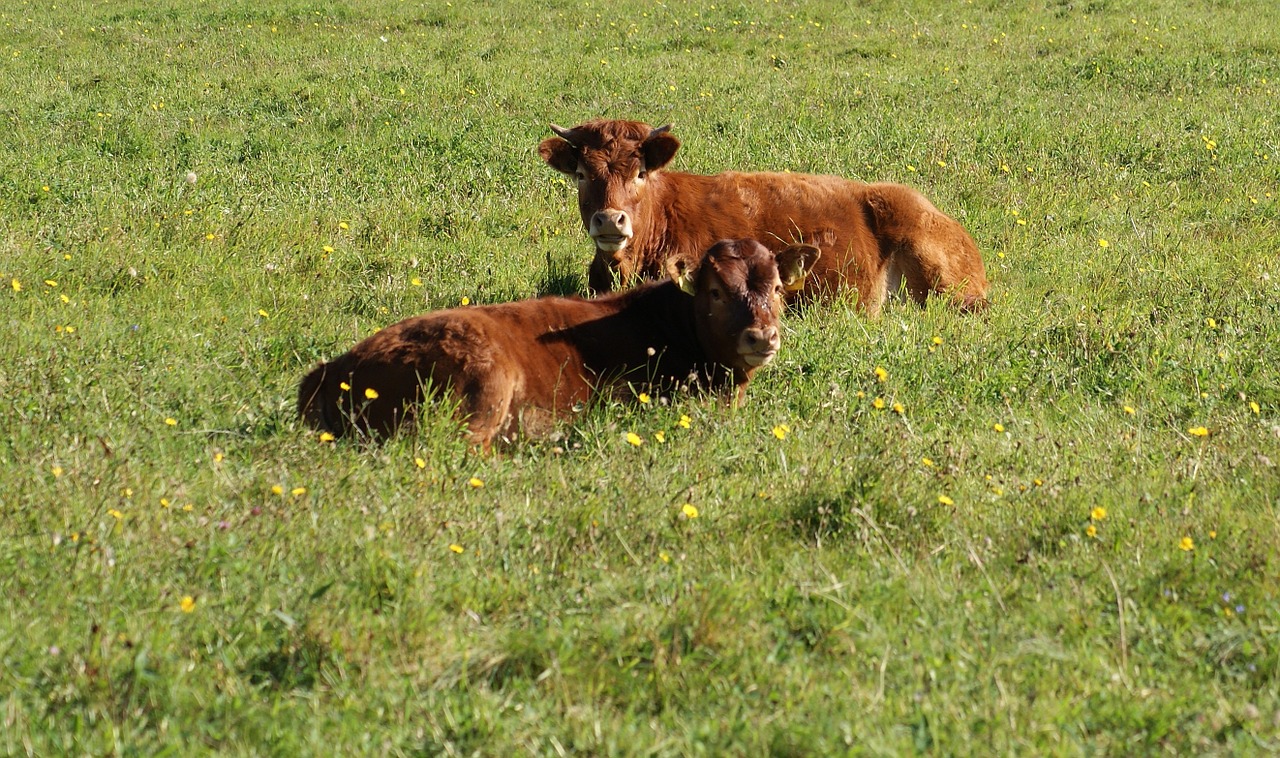 cows animal cattle free photo