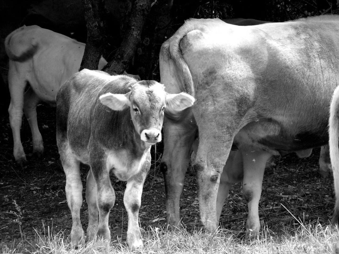 cows herd farm free photo