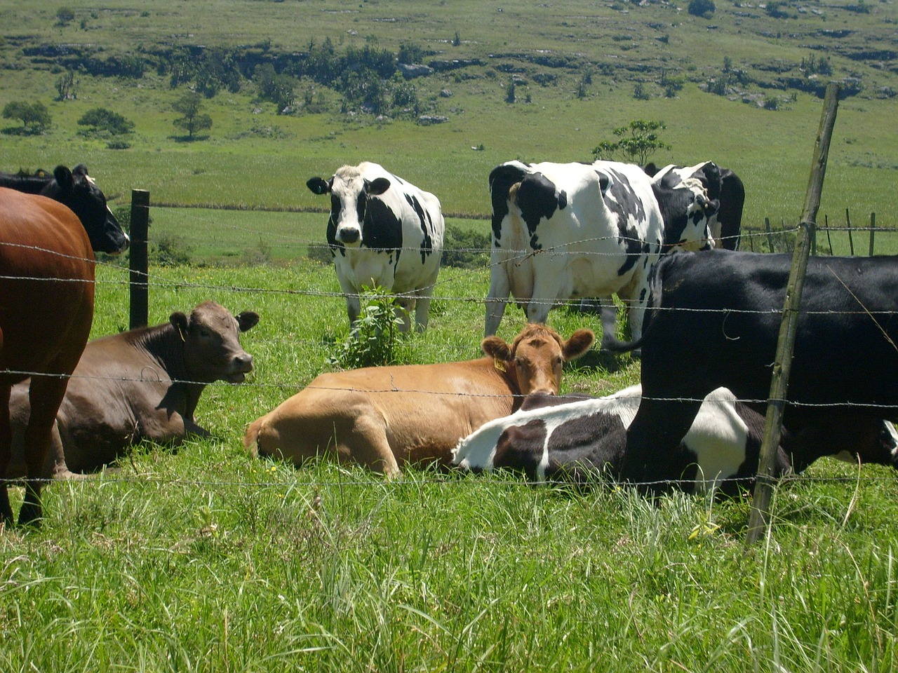 cows herd roadside free photo