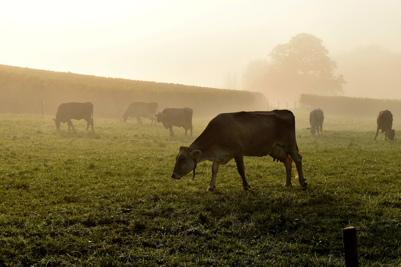 cows pasture meadow free photo