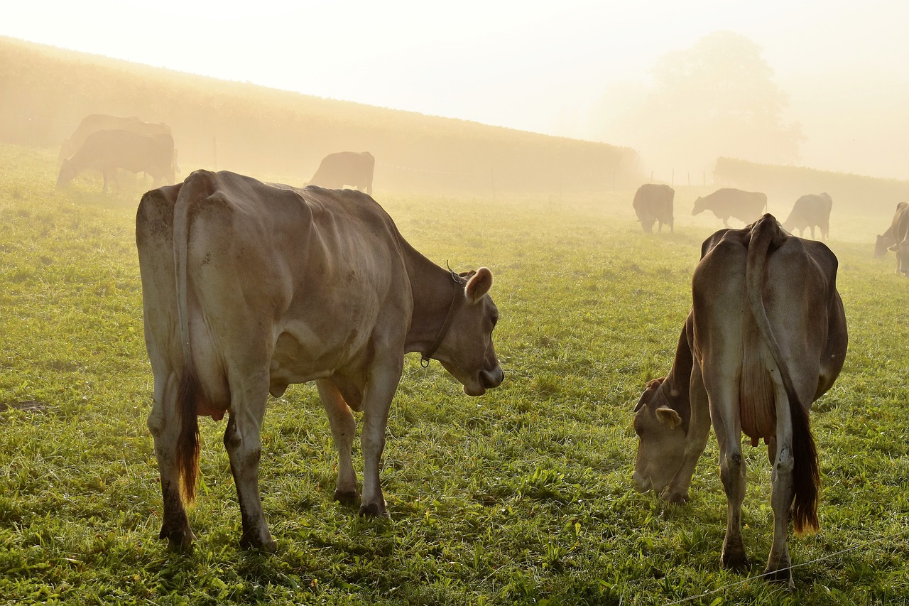 cows meadow graze free photo