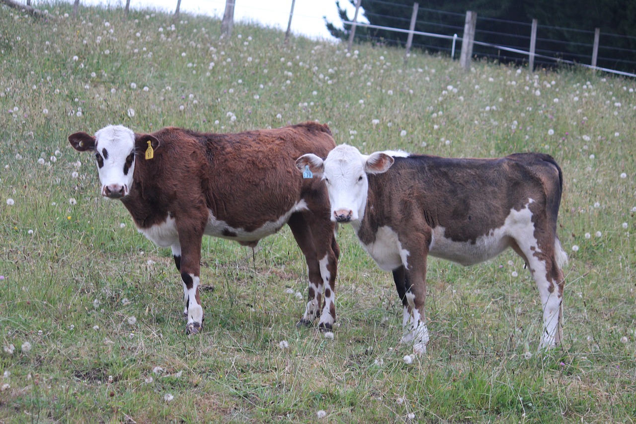 cows farm rural free photo