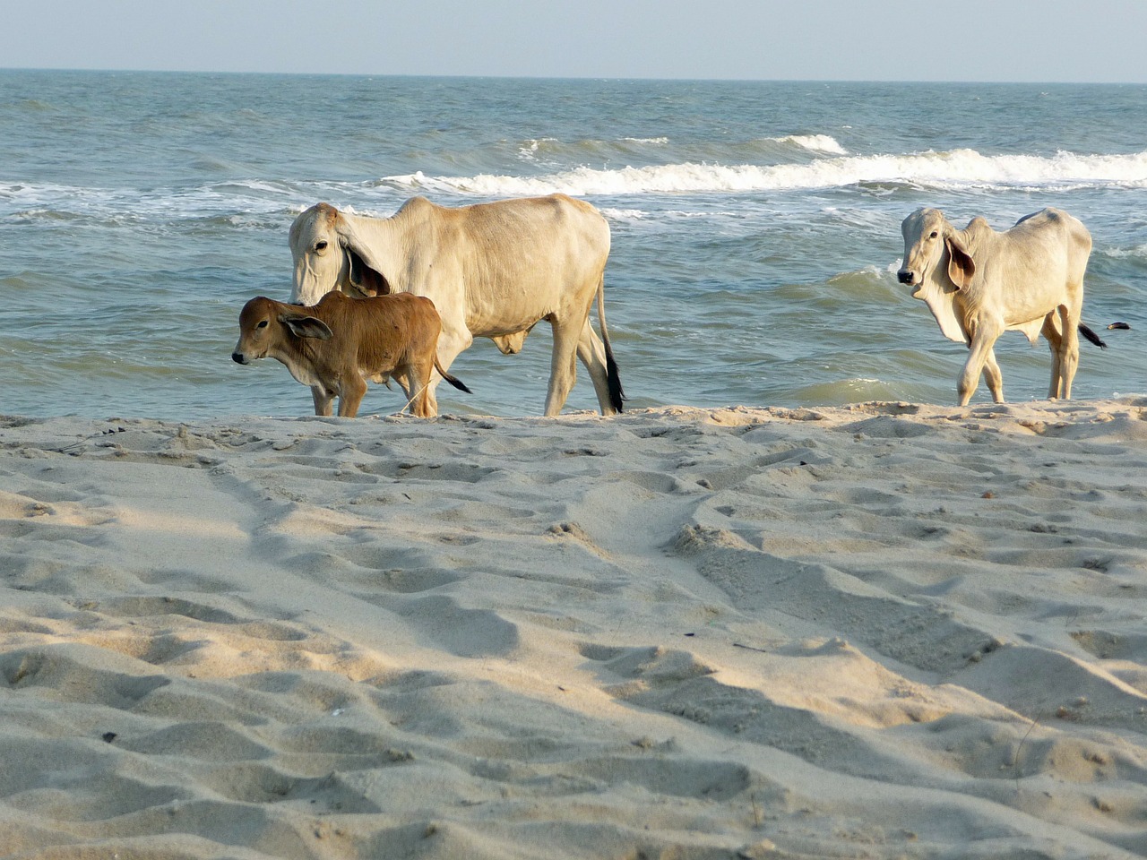 cows beach thailand free photo