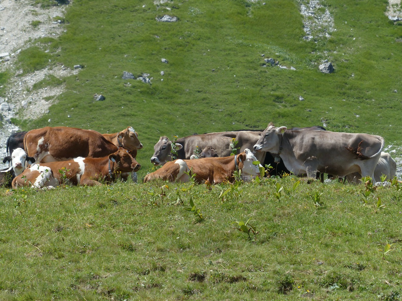 cows rest break free photo