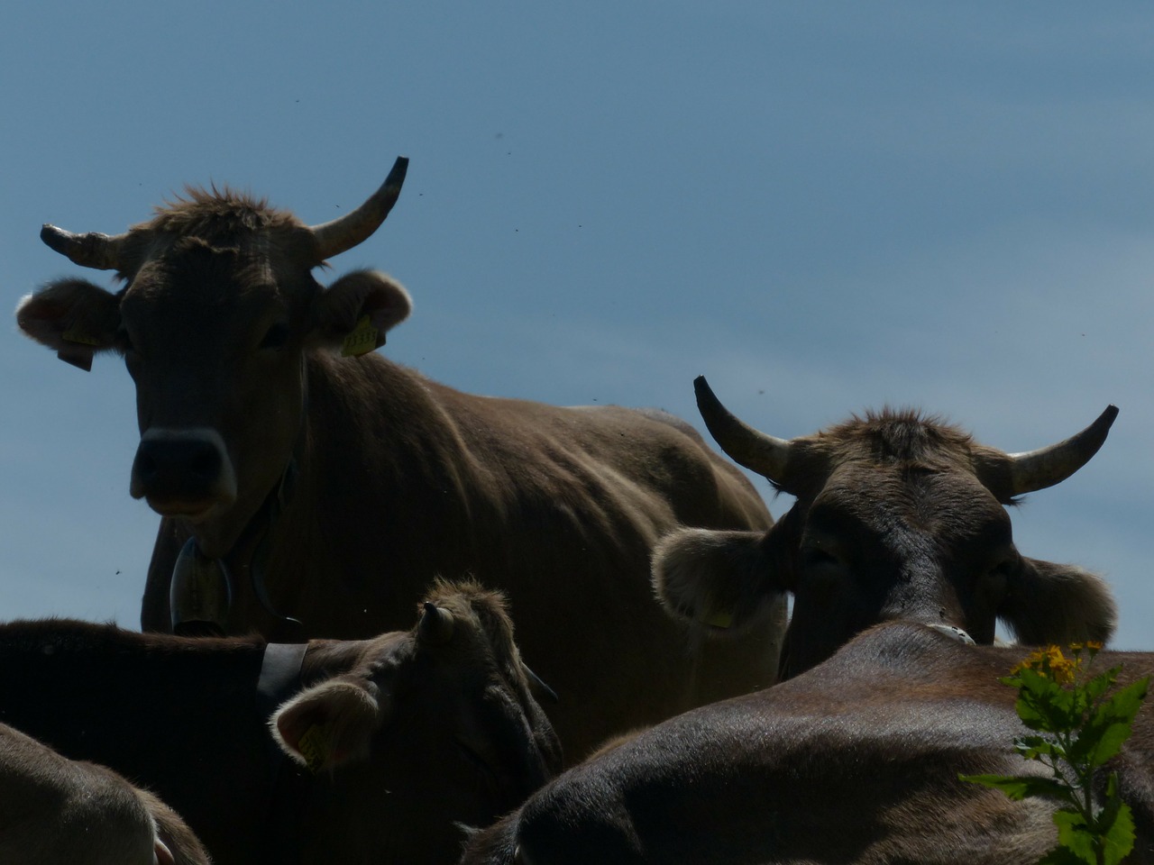 cows horns back light free photo