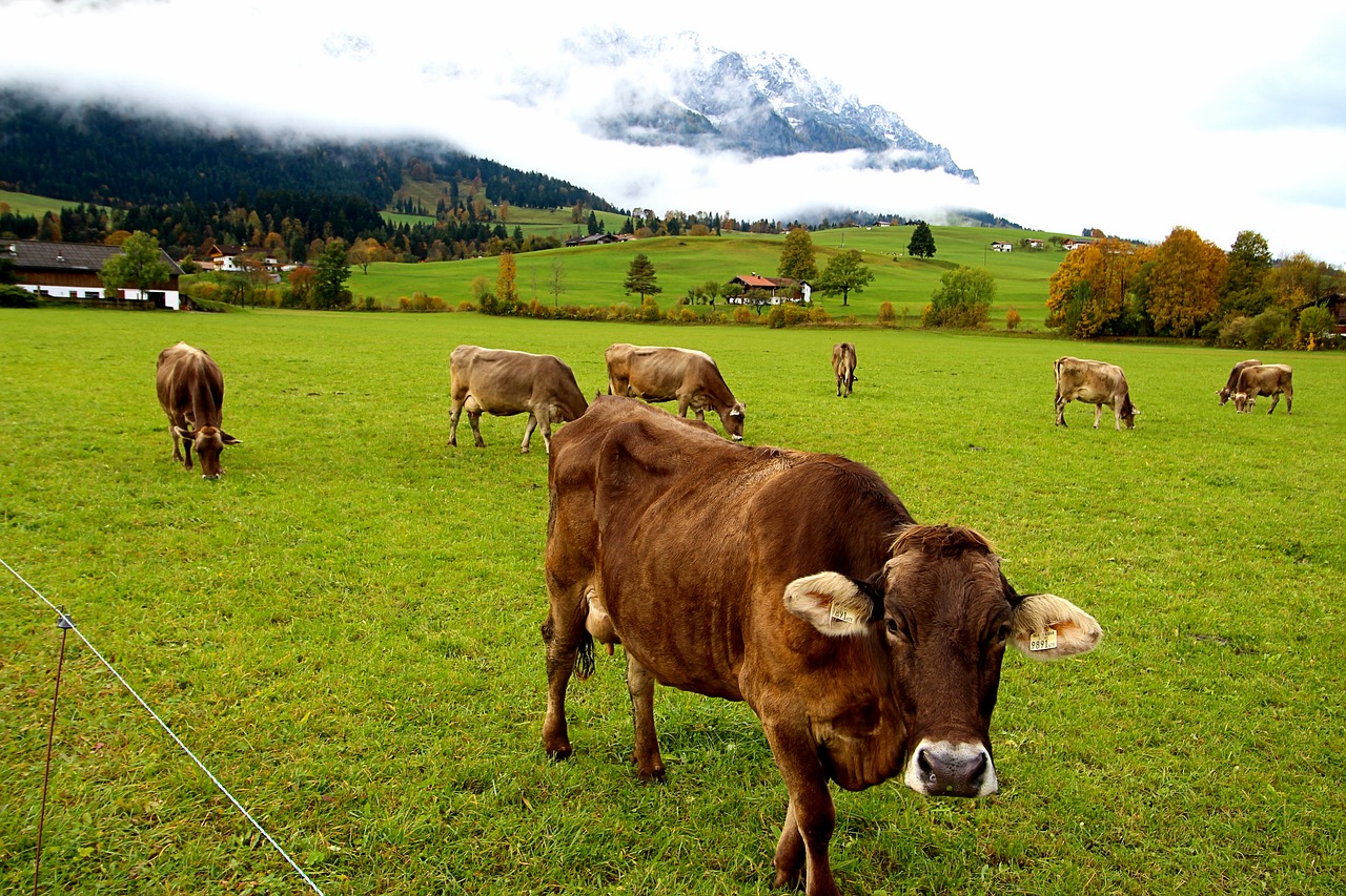 cows tyrol alm free photo