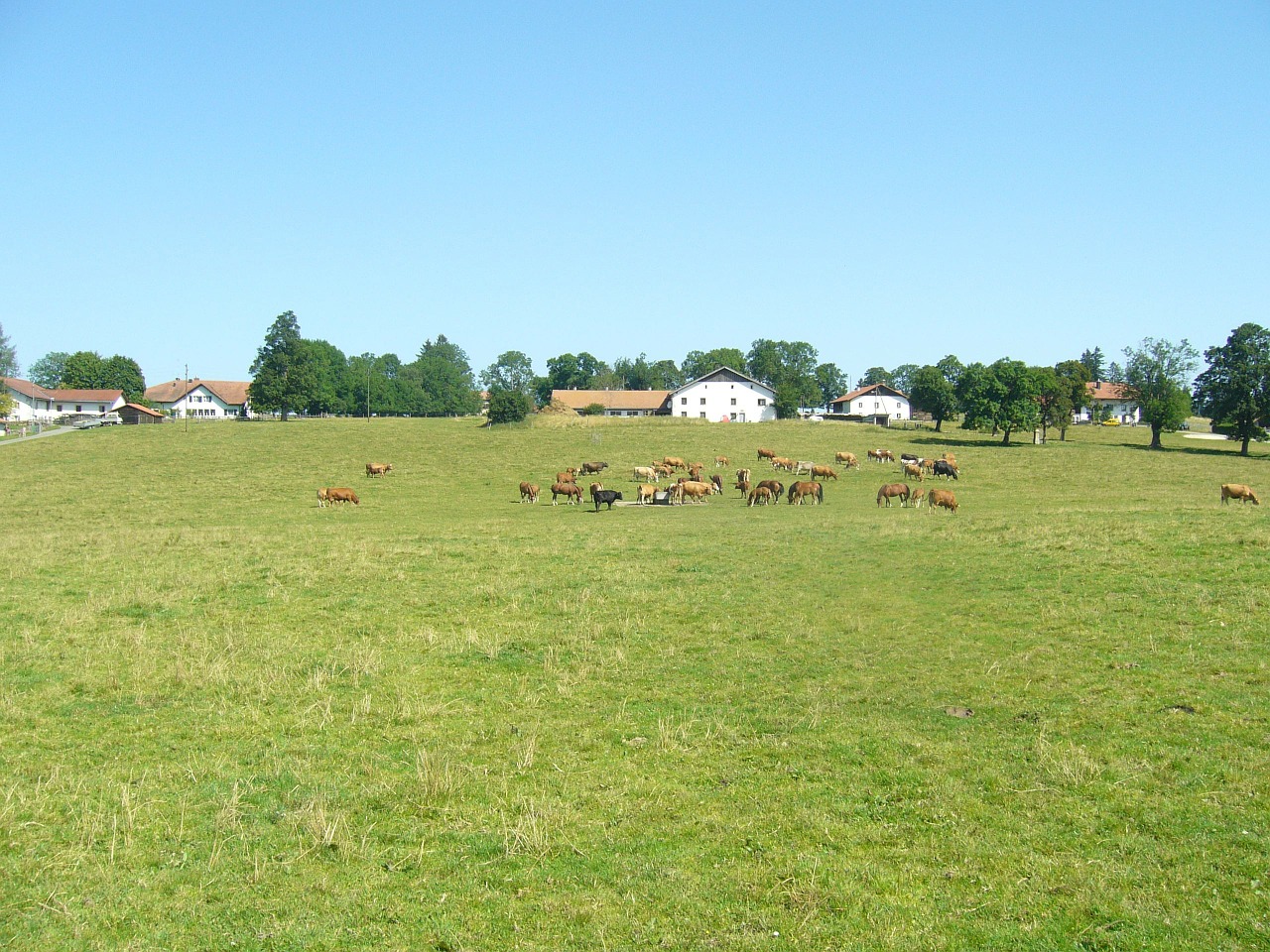 cows switzerland economy free photo