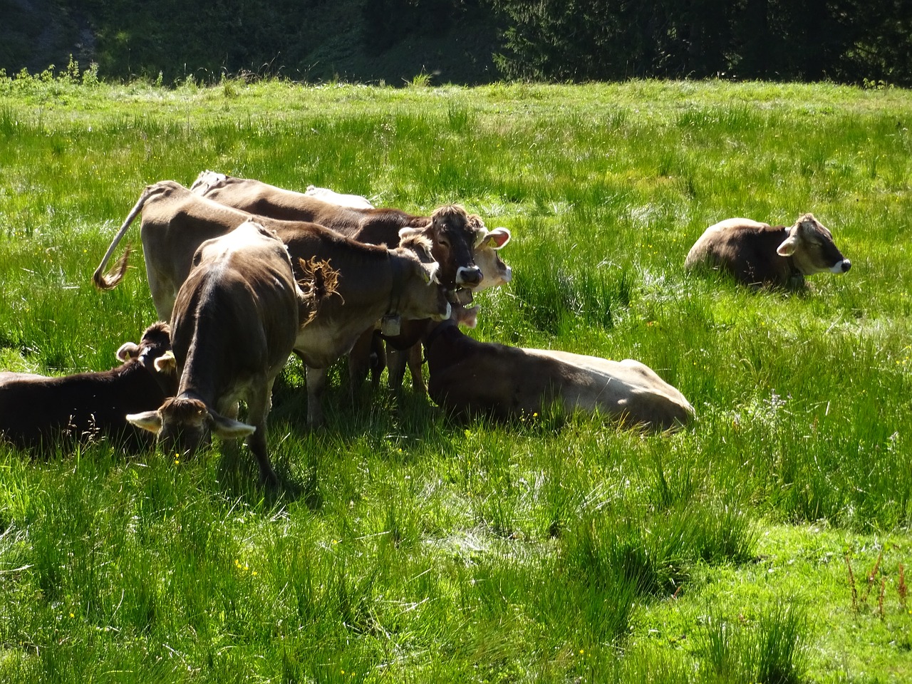 cows green light free photo