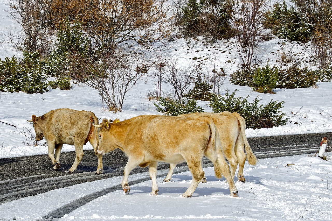 cows campotosto l'aquila free photo