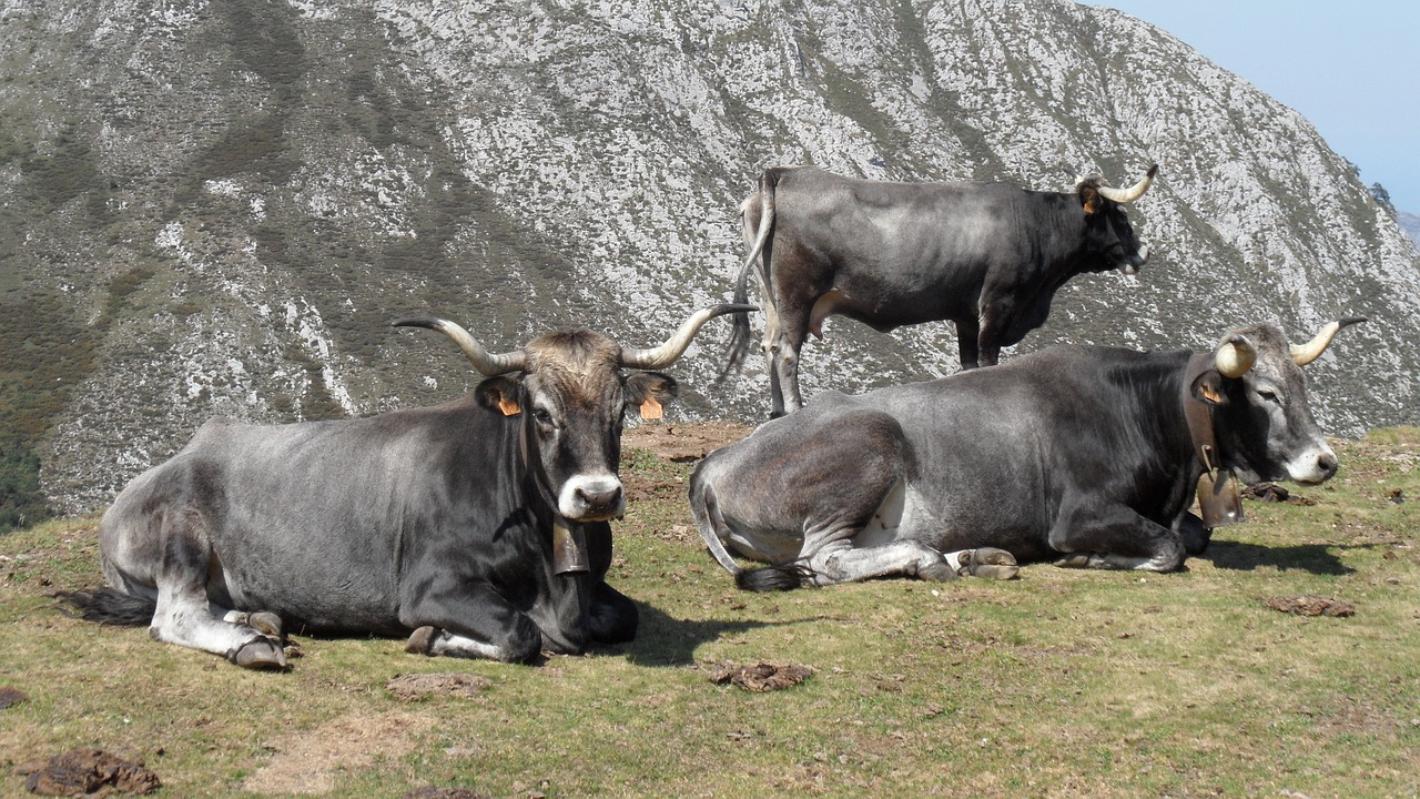 cows tudanca livestock free photo