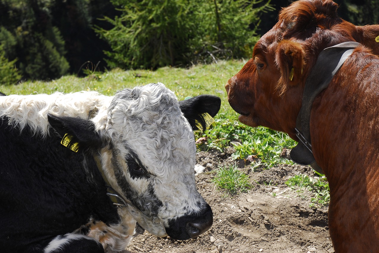 cows tyrol alpine meadow free photo