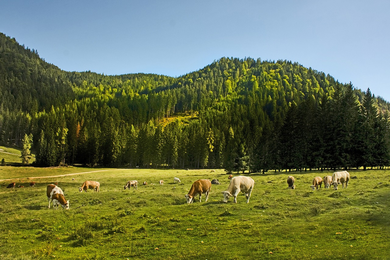 cows allgäu cow free photo