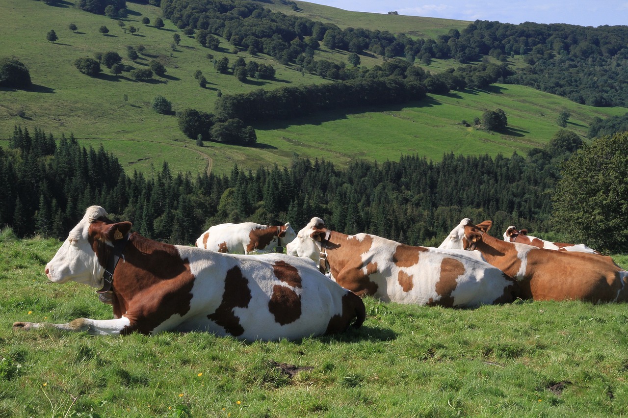 cows farm agriculture free photo