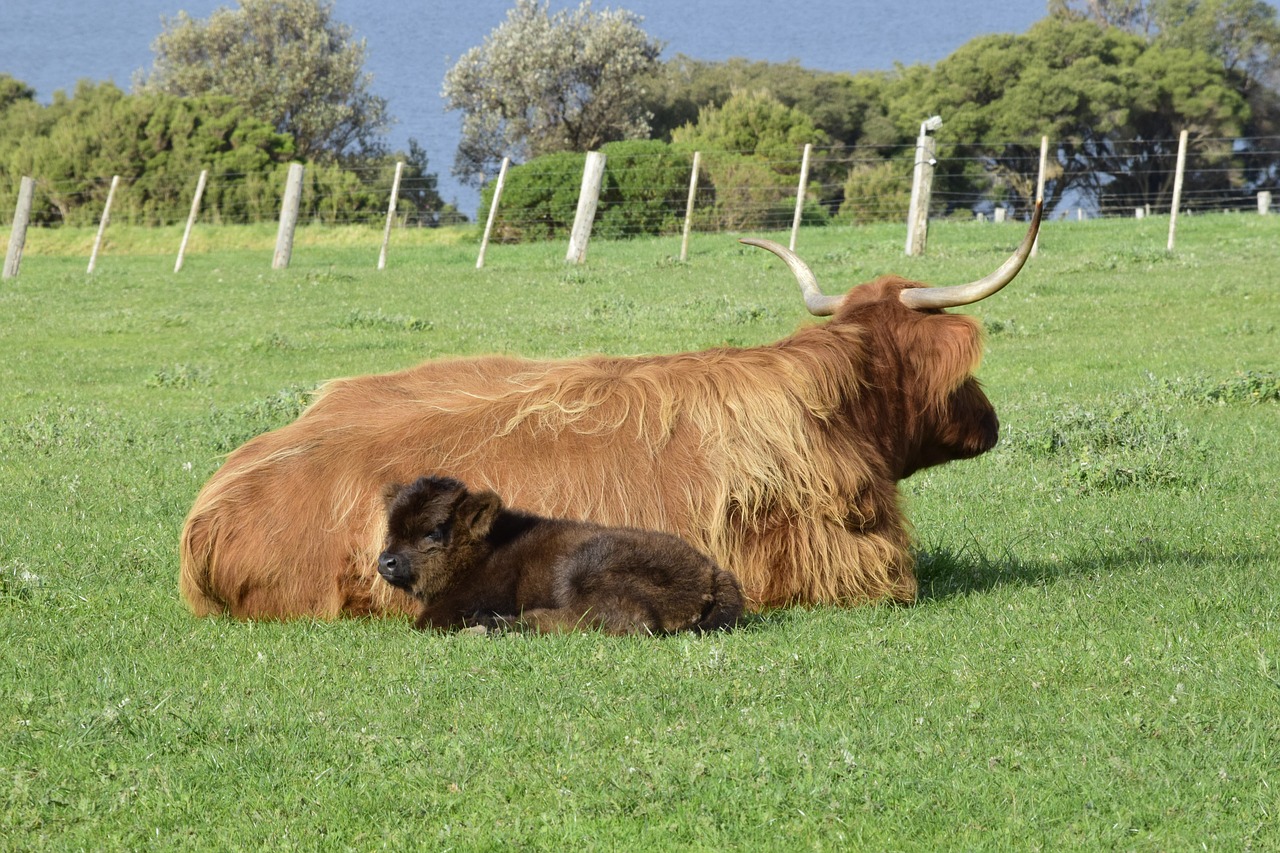 cows lying grass free photo