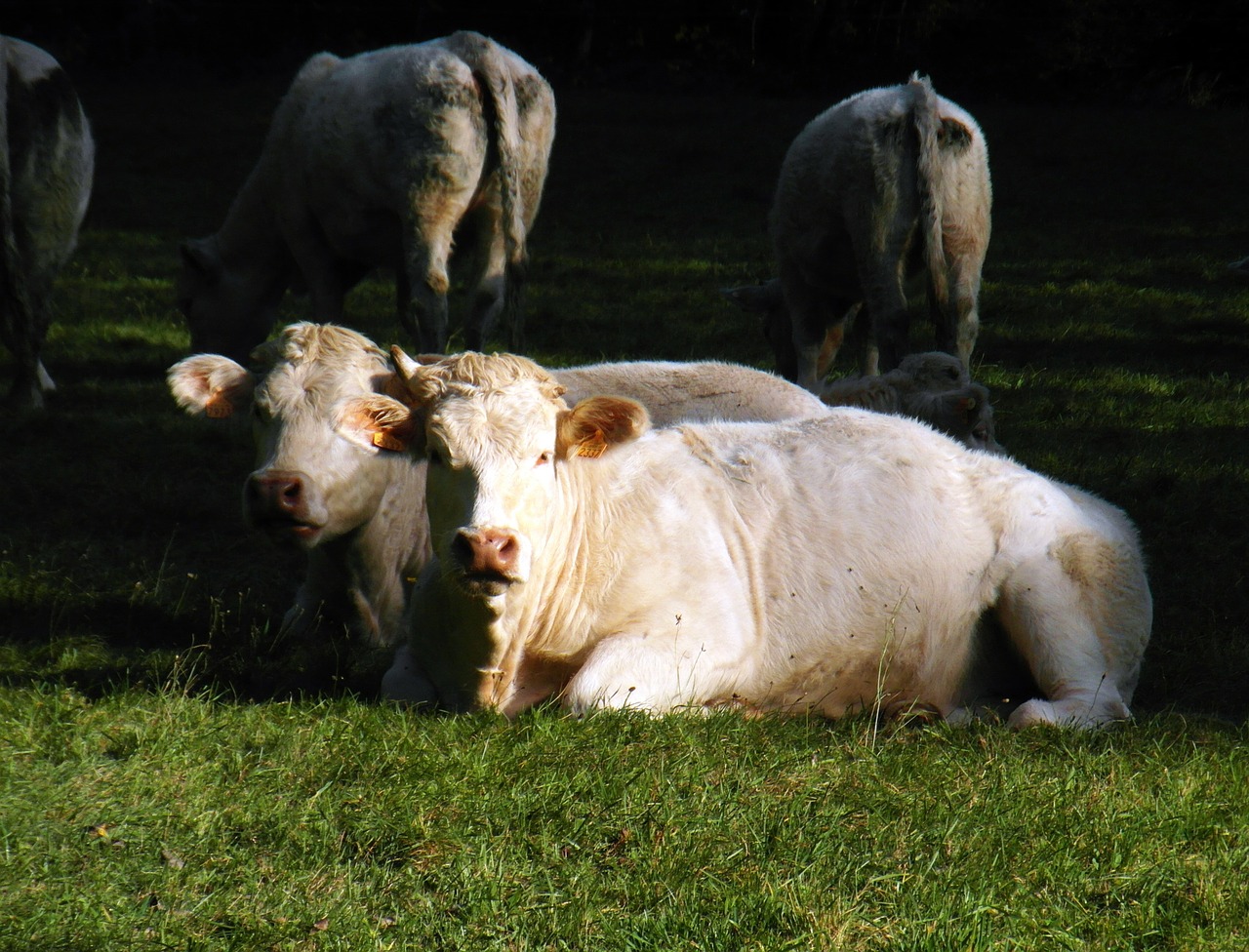 cows white pair free photo