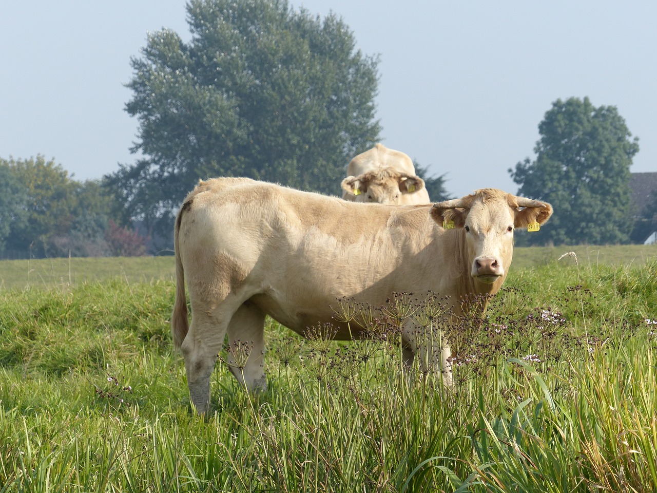 cows pasture beef free photo