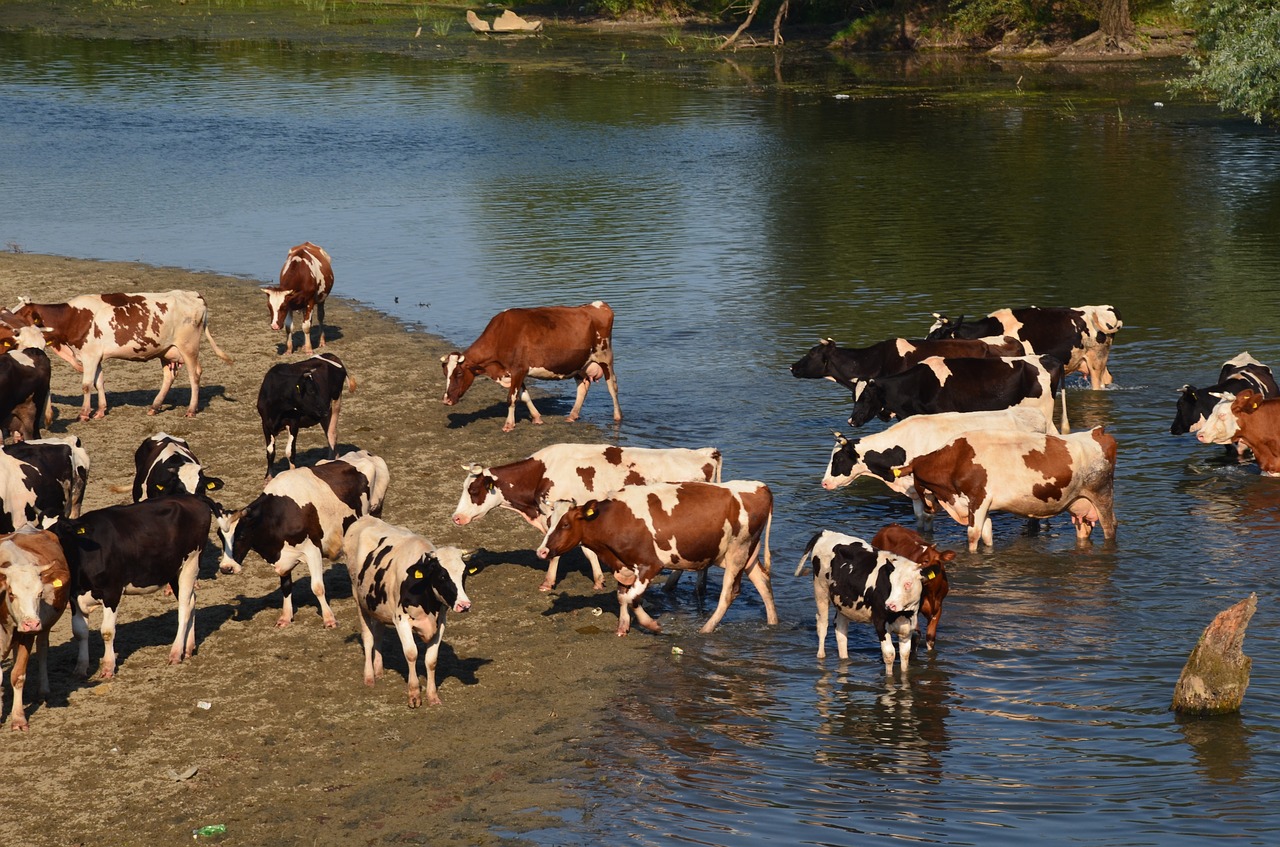 cows animals farm free photo