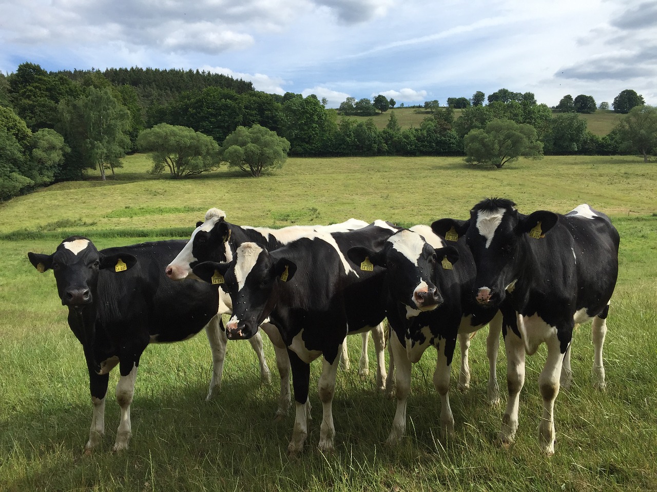 cows pasture cow free photo