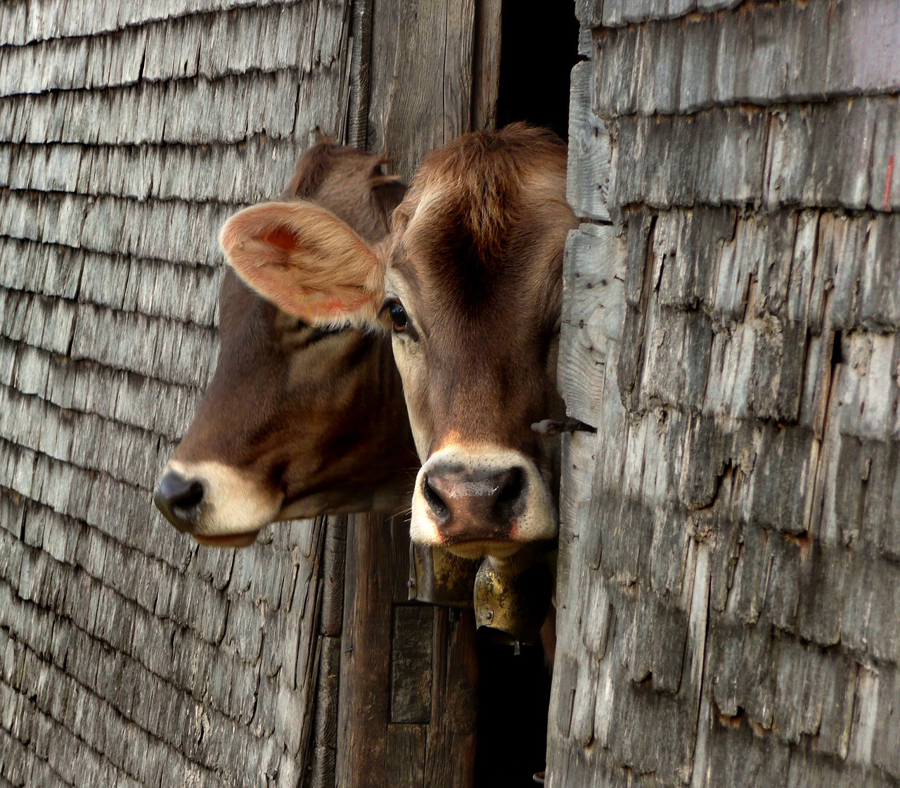 cows alm young animal free photo