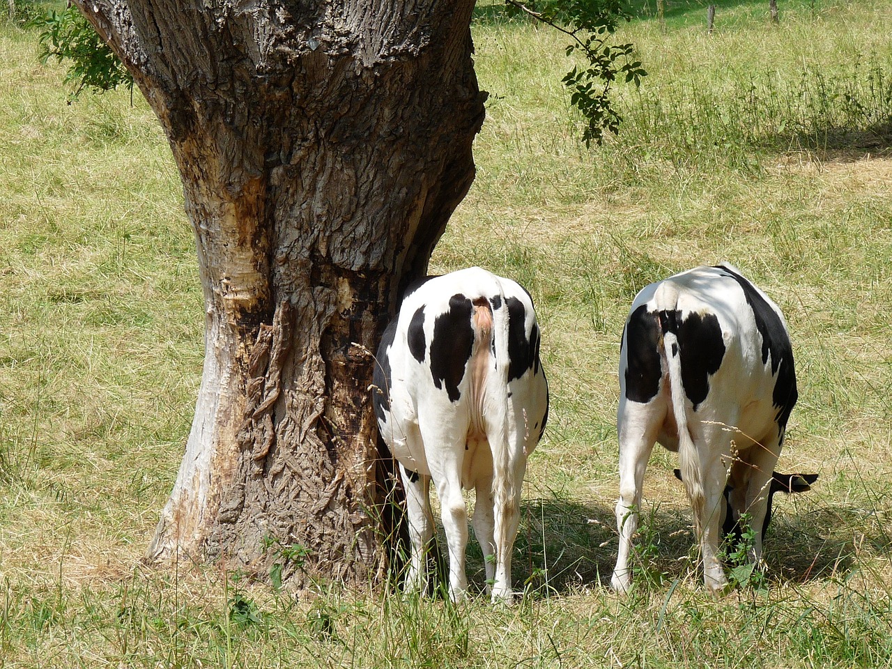 cows pollarded willow meadow free photo