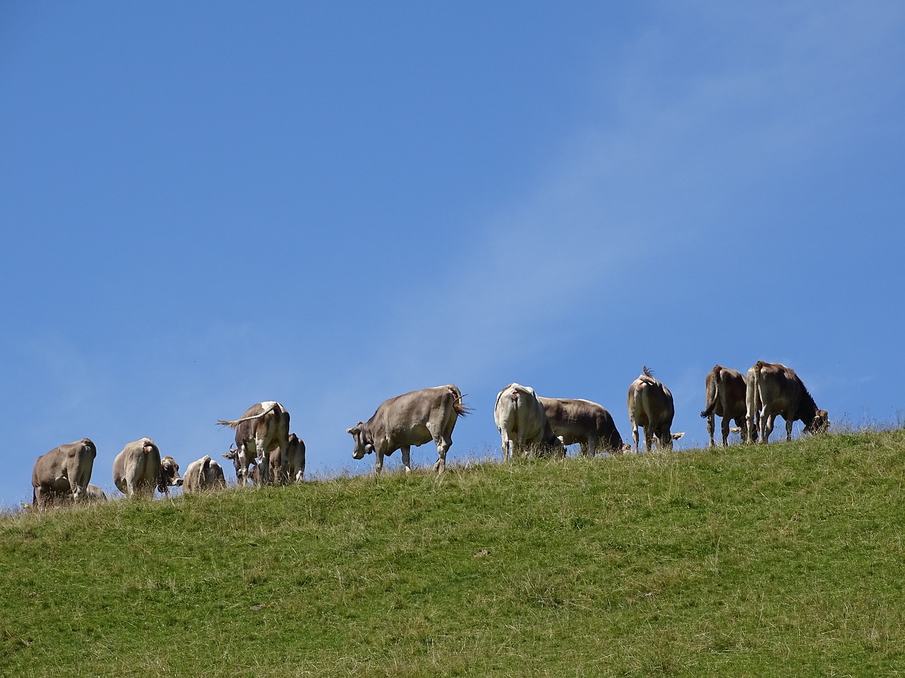 cows alp switzerland free photo