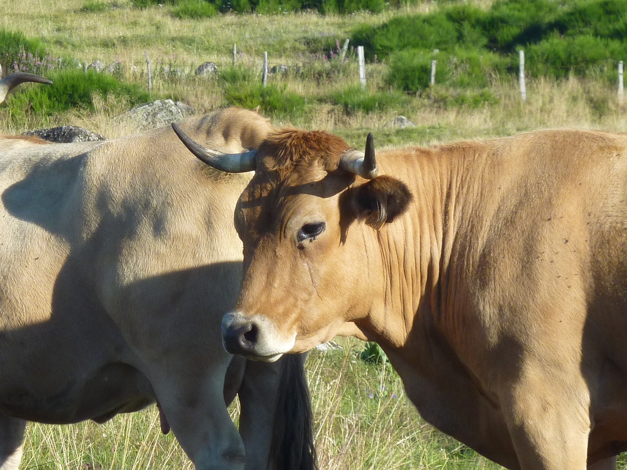 cows aubrac breeding free photo