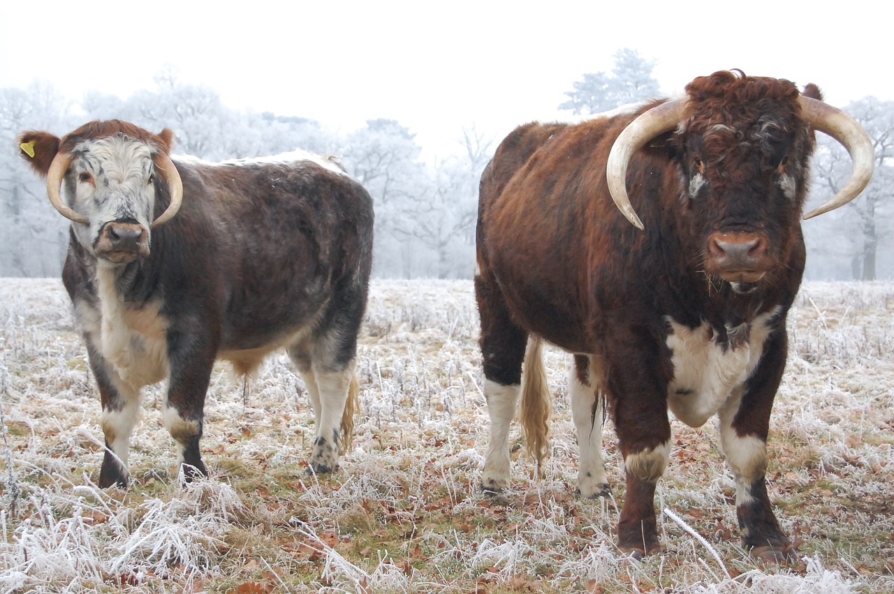 cows cold bull free photo