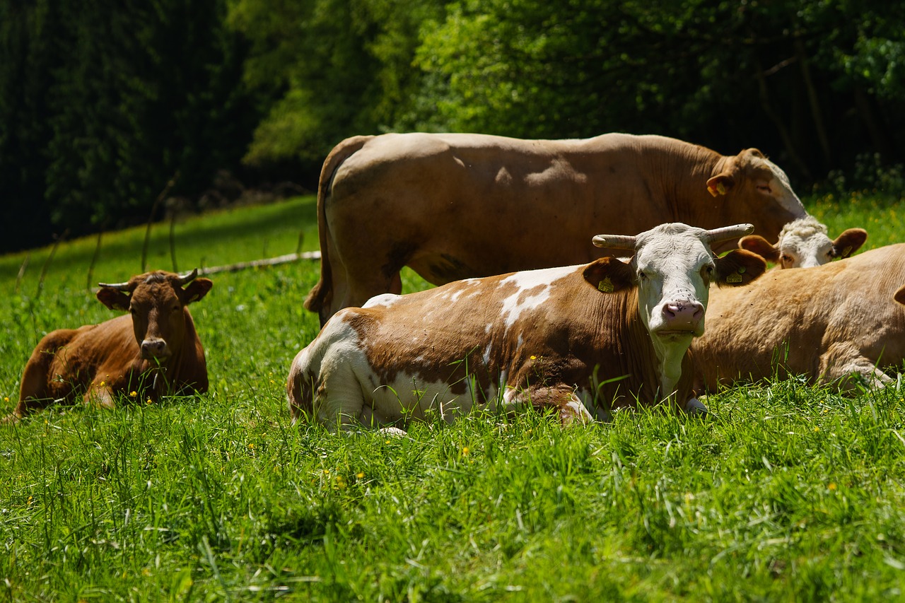 cows pasture meadow free photo