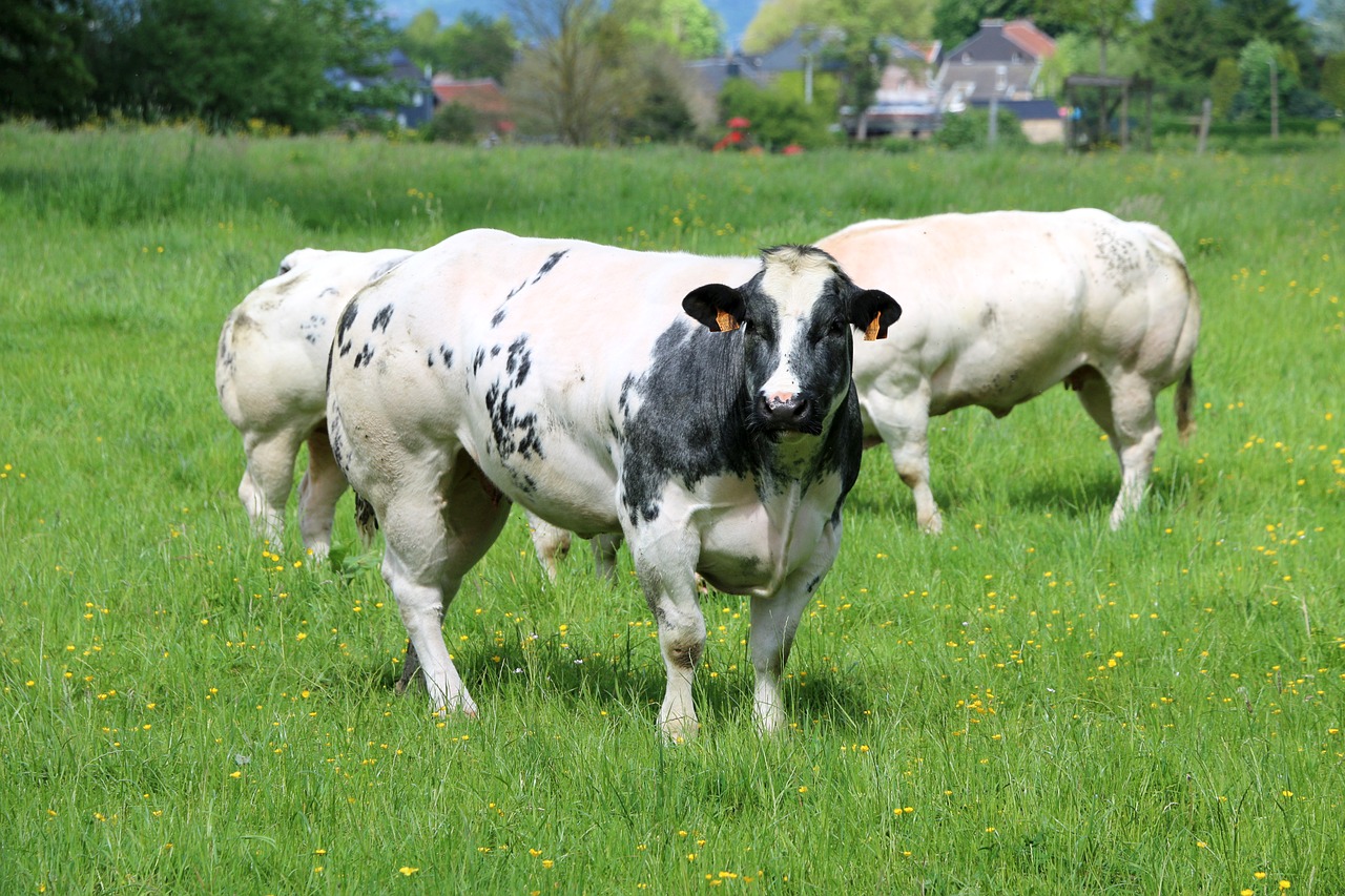 cows herds breeding free photo
