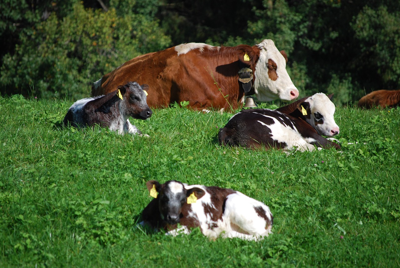cows dairy cattle meadow free photo