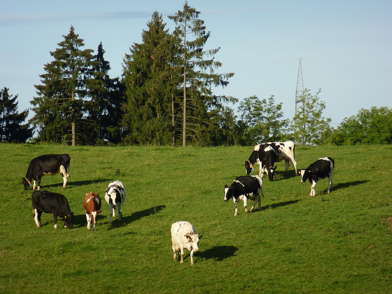 cows pasture beef free photo