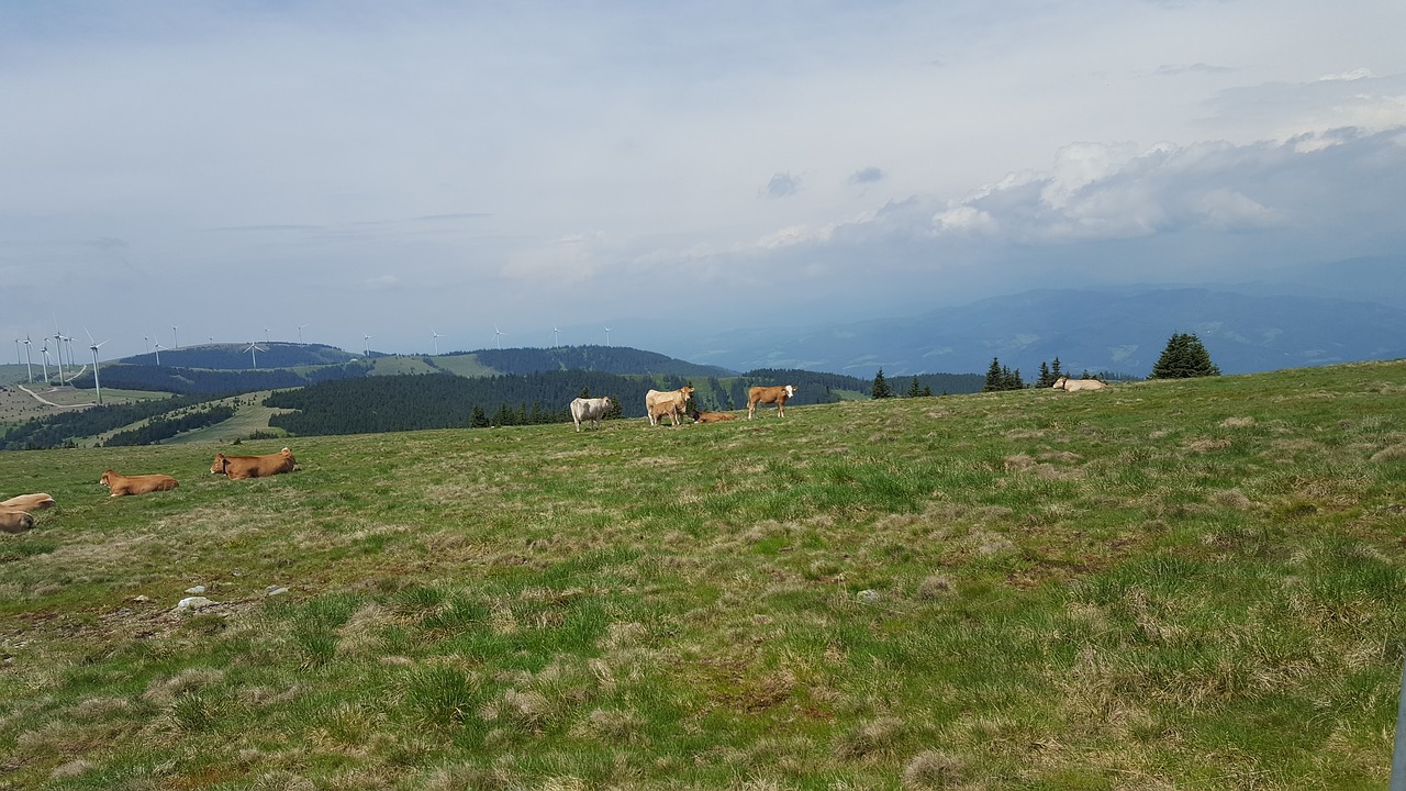 cows alm nature free photo