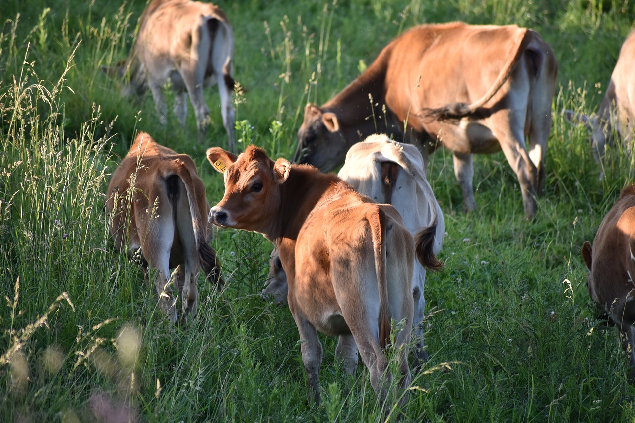 cows cow grazing free photo